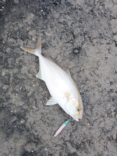ショゴの釣果