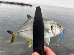 メッキの釣果