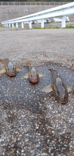 マハゼの釣果