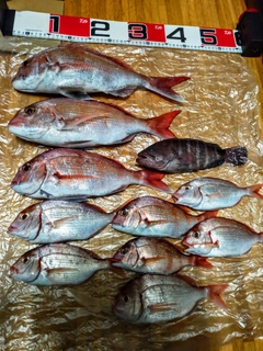 タイの釣果
