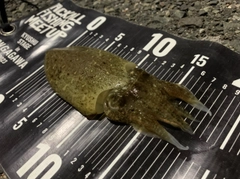 コウイカの釣果