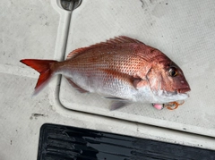 タイの釣果