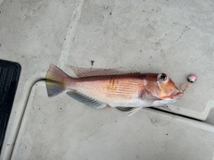アマダイの釣果