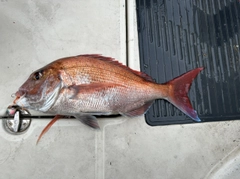 タイの釣果
