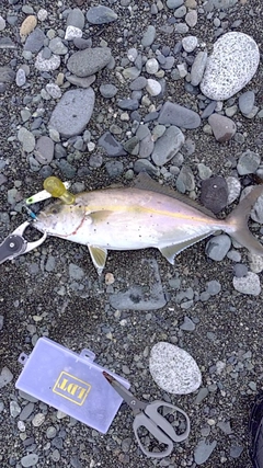 ショゴの釣果