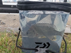 キビレの釣果
