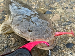 マゴチの釣果