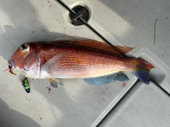 アマダイの釣果