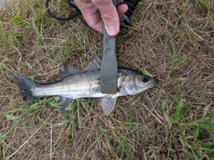 セイゴ（マルスズキ）の釣果