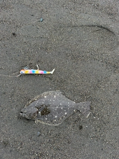 ソゲの釣果