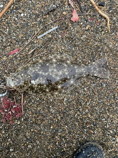 ヒラメの釣果