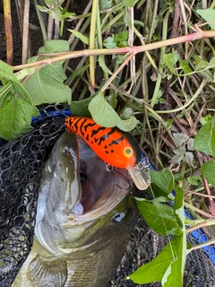 スモールマウスバスの釣果
