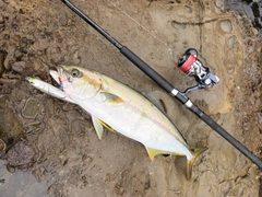 ヒラマサの釣果