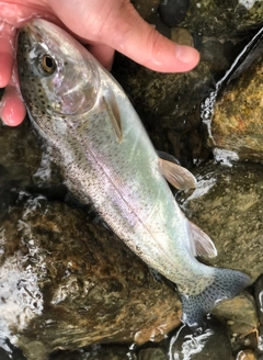 ニジマスの釣果