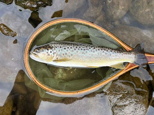 ブラウントラウトの釣果・釣り情報まとめ【2026年最新