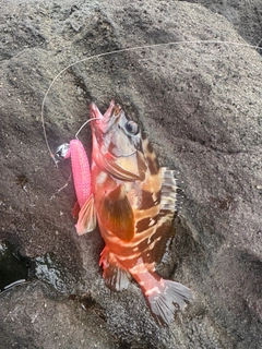 アカハタの釣果