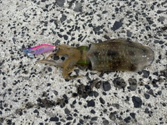 アオリイカの釣果