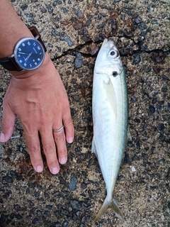 マルアジの釣果