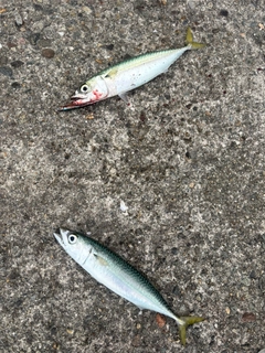 サバの釣果