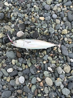 ソウダガツオの釣果