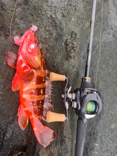 アカハタの釣果