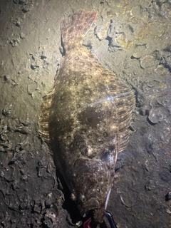 ヒラメの釣果