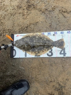 ヒラメの釣果