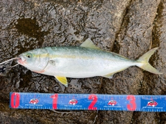 ワカシの釣果