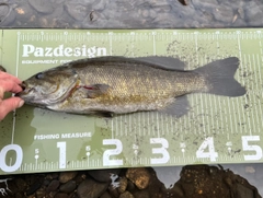 スモールマウスバスの釣果