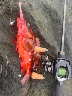 アカハタの釣果