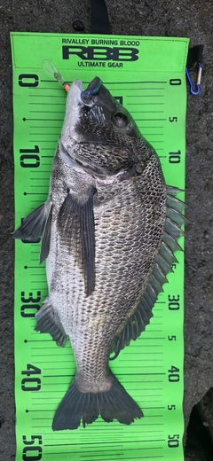 チヌの釣果