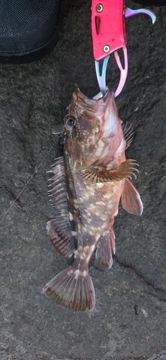 カサゴの釣果