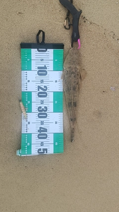 マゴチの釣果