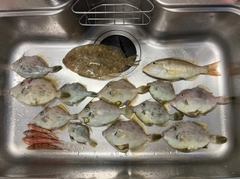 カワハギの釣果