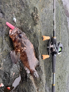 ムラソイの釣果