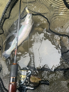 ニジマスの釣果
