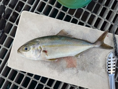 ネリゴの釣果