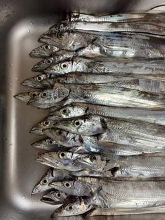 タチウオの釣果