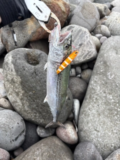 サゴシの釣果