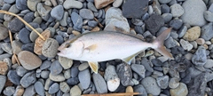 ショゴの釣果