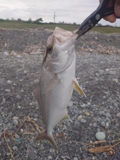 ショゴの釣果