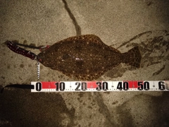 ヒラメの釣果