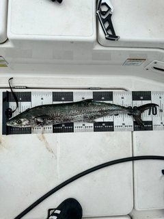 サワラの釣果