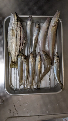 キスの釣果