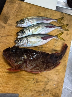 アジの釣果