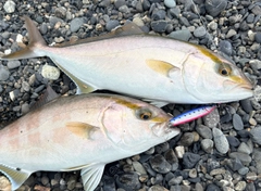 ショゴの釣果