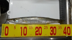 カマスの釣果