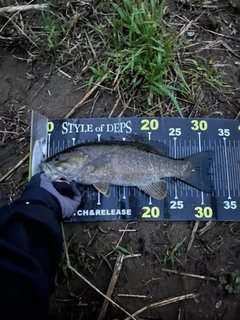 スモールマウスバスの釣果