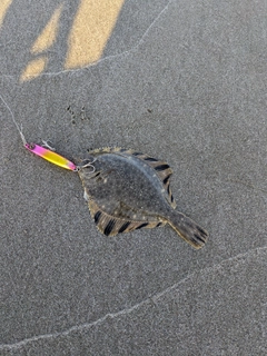 ヌマガレイの釣果