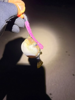 クサフグの釣果